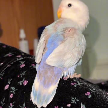 Fluffy Feathers of the Peony Parrot