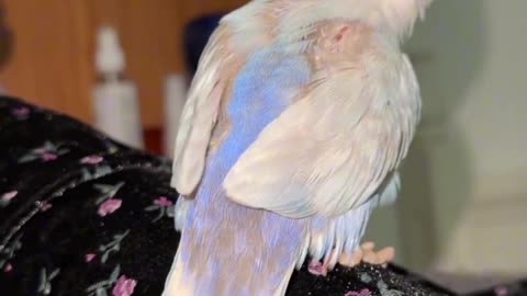 Fluffy Feathers of the Peony Parrot