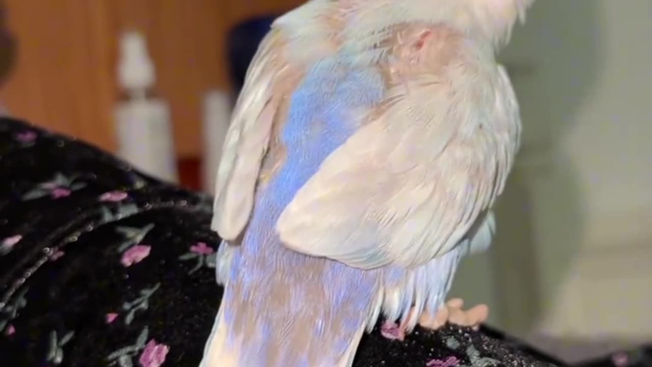 Fluffy Feathers of the Peony Parrot