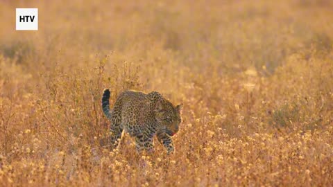 Cheetah & African Wildlife #4 - Amazing Big Cats and Safari Life