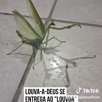 Louva Deus bonitinho