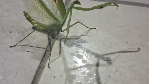 Louva Deus bonitinho