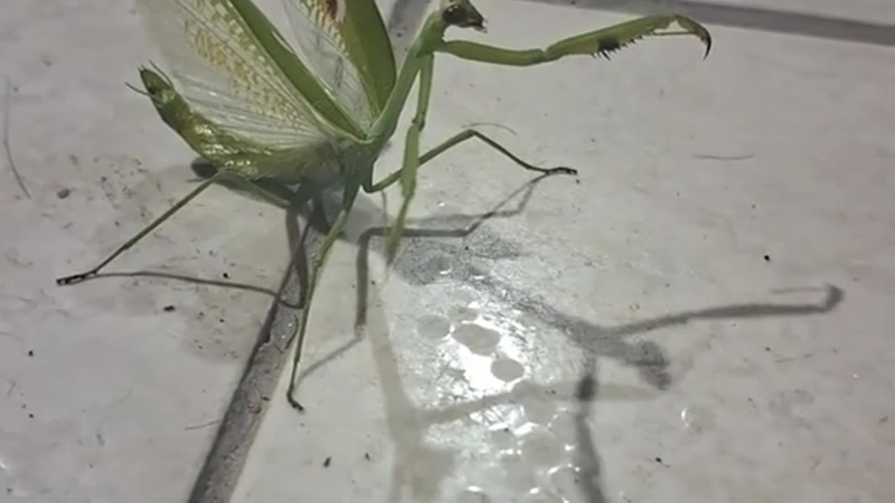 Louva Deus bonitinho