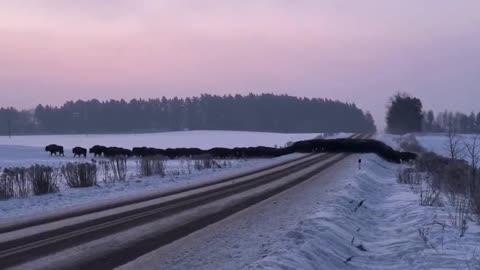 A herd of European bison crossing train tracks in eastern Poland!