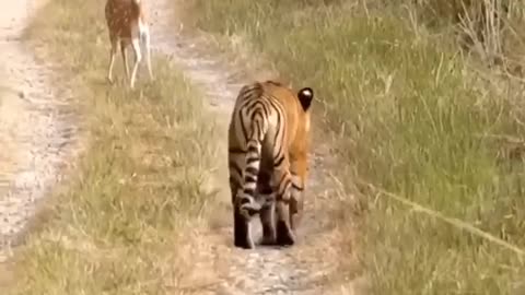 Tiger Attack Fawn(Deer Cubs