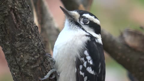 Downy Woodpecker