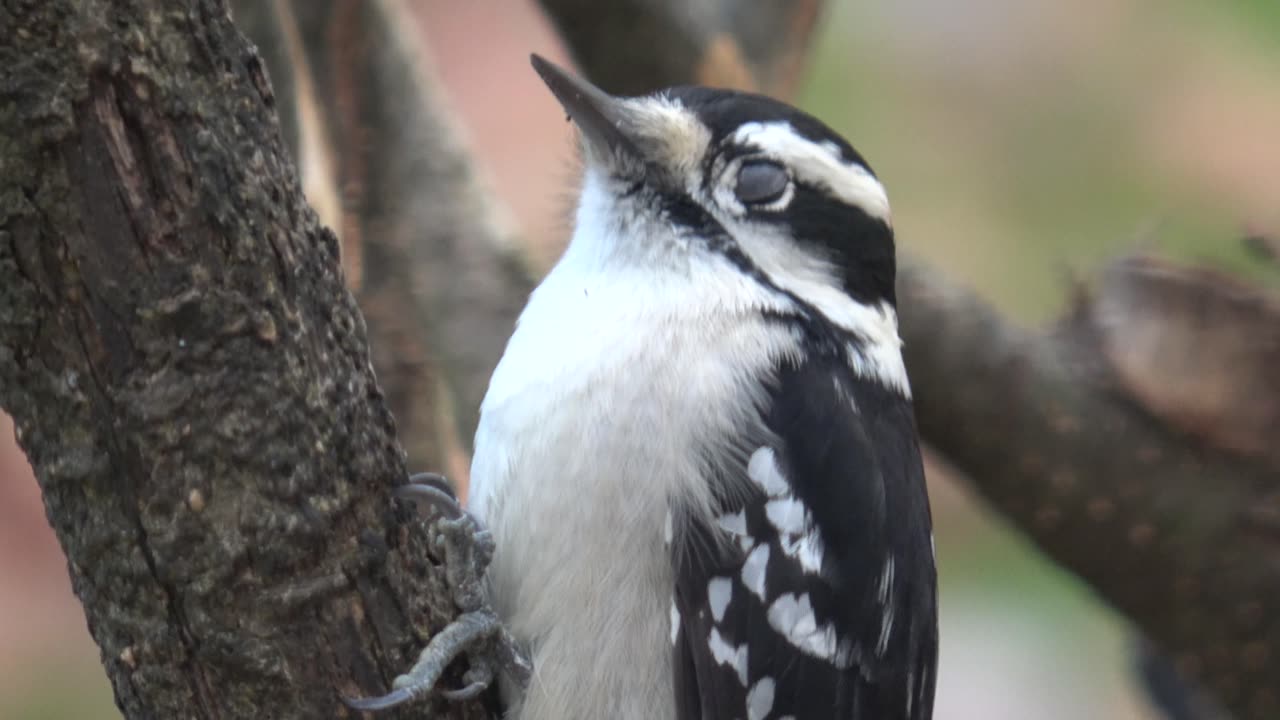 Downy Woodpecker