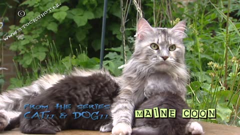 Maine Coon, American Longhair