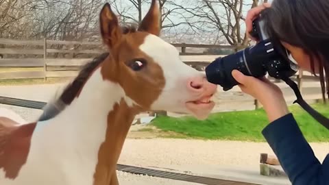 Bet you didn’t know horses could be this funny!