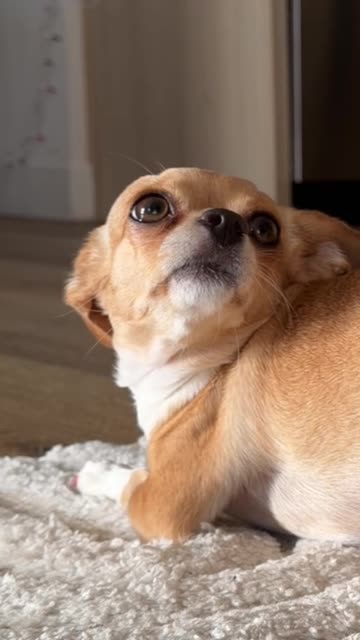 Bambina the Booty Balancing Chihuahua