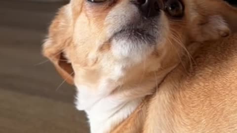 Bambina the Booty Balancing Chihuahua