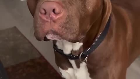 Cute Pitbulls Compilation 🥺❤️