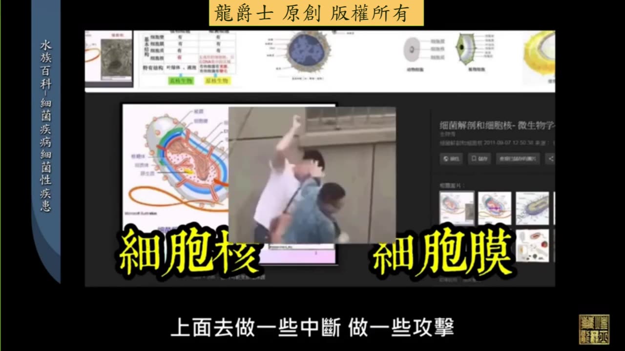 【龍爵士】水族百科 我的魚細菌感染怎麼辦