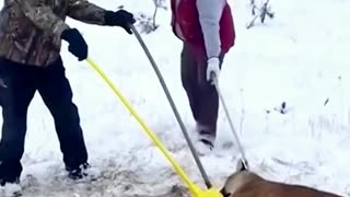 Man rescuers a trapped mountain lion and what happens next…