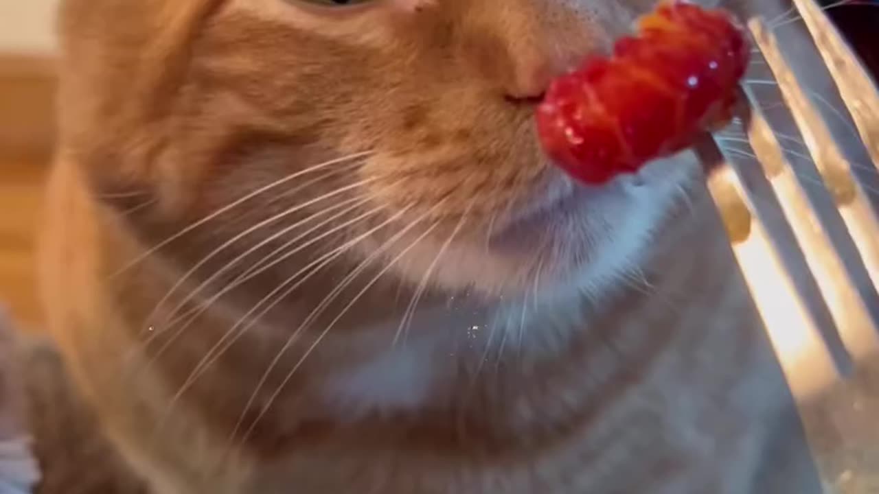 Cat: I hate this food