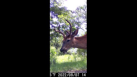 Deer Cam Photos Taken In August 2022. Bucks In Velvet. Game Cam Trail Camera