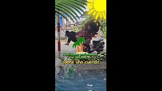 Una forma inusual de descansar durante la jornada laboral