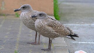 European Herring Gull Streets Urchins