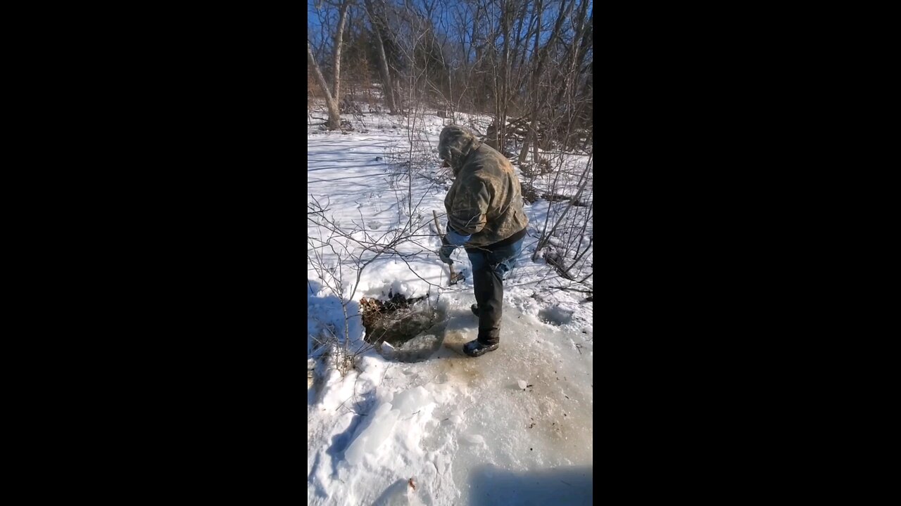 Catching Beavers #11 & #12 in a Backwoods farm pond... #trapping, #duke330, #hunting, #backwoodslife