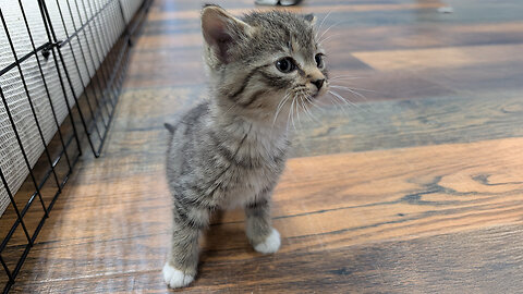 Pet of the Week: The Zombie Litter at Granny Rose Animal Shelter