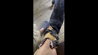 Brought the puppy to get fixed. Her head is still loose.