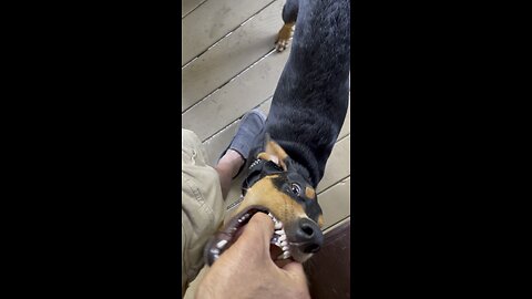 Brought the puppy to get fixed. Her head is still loose.