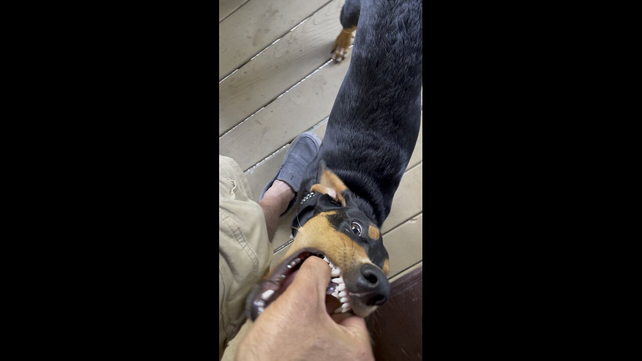 Brought the puppy to get fixed. Her head is still loose.