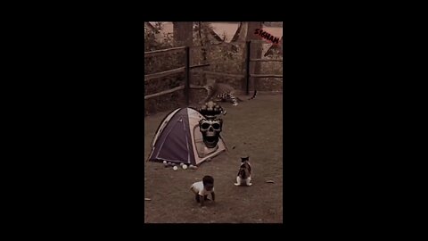 even lions are scared of cat's
