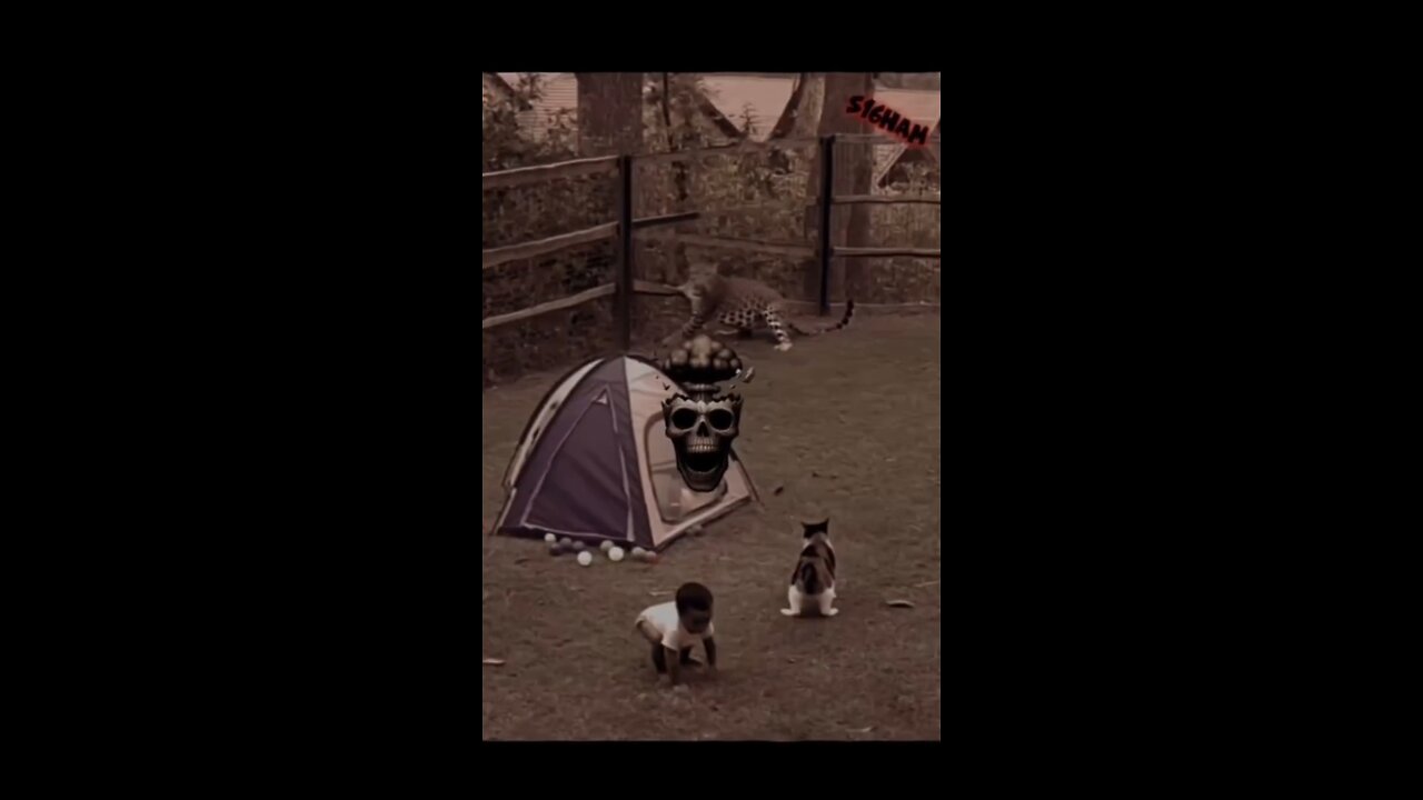 even lions are scared of cat's