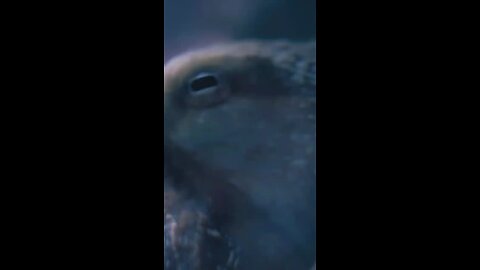 Octopuses Have 3 Hearts & Might Not Have Originated Here On Earth🐙