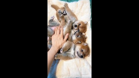 Too Cute to Handle! 🐶✨