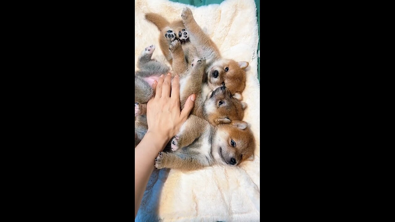 Too Cute to Handle! 🐶✨