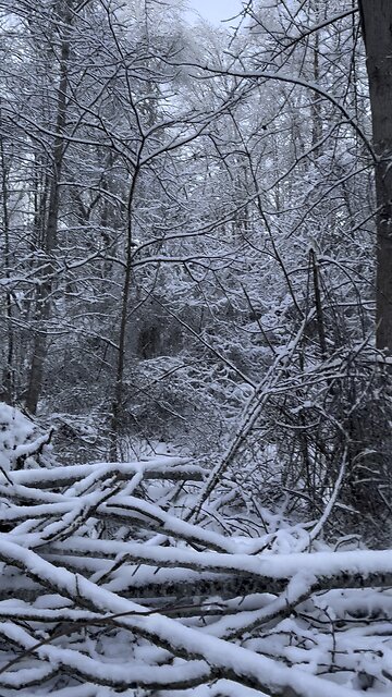 Winter weather is pretty, but sure can be destructive 🥴🥶❄️