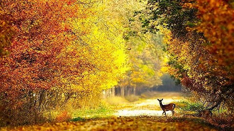 Autumn Wildlife 🍂 Peaceful Nature Scenery & Relaxing Instrumental Music