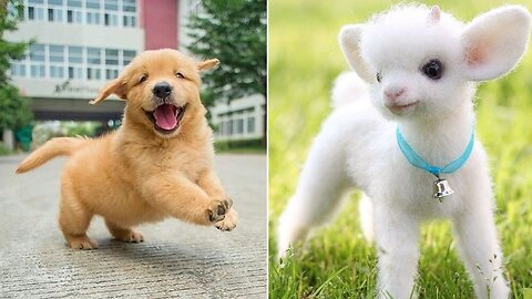 Best Funny Cats and Dogs 2024 – Top Animal Moments