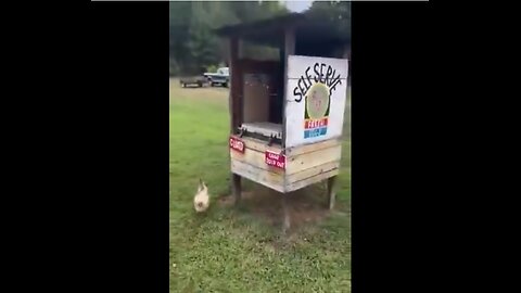 Self-Serve Roadside Egg Vendor