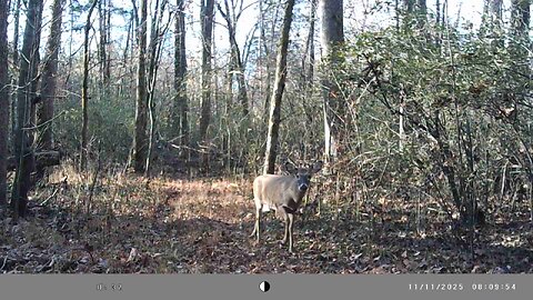 Trail camera test video
