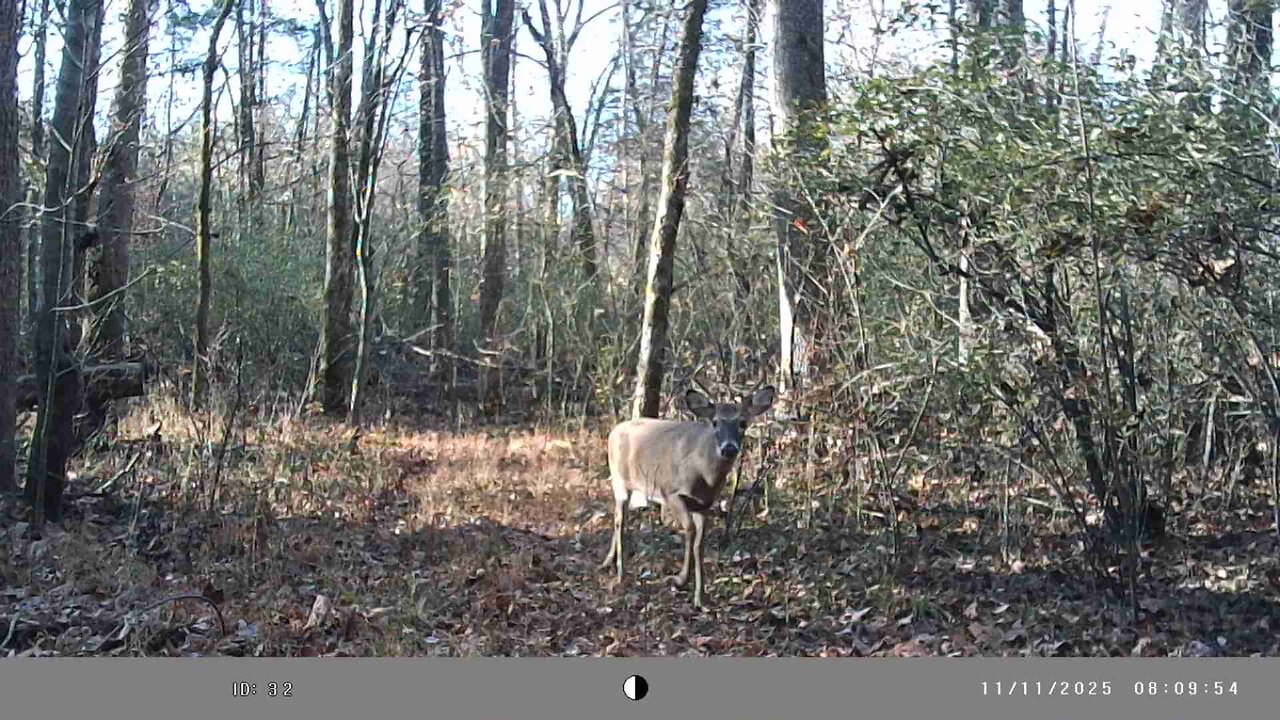 Trail camera test video