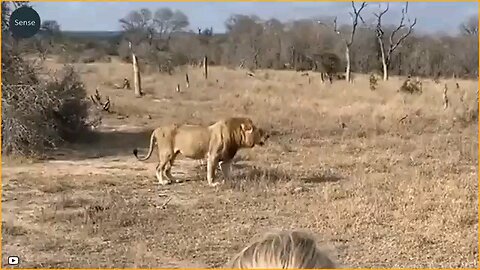 lions attack lions attack