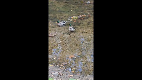 Ducks eating a pineapple. 🙂😀🙃😎💎🦆🦆🦆🦆🍍