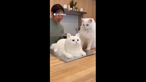 When your cat looks TOO real… until you grab the knife 😭😂 #CatOrCake #InVideoAI #FunnyClips