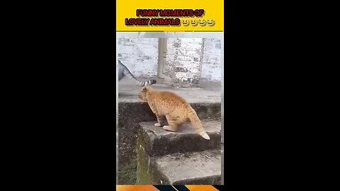 FUNNY VIDEOS OF LOVELY ANIMALS 😆😆😂😅 #FUNNY #VIRAL #MEME #FUNNYANIMAL #LOVELYANIMAL