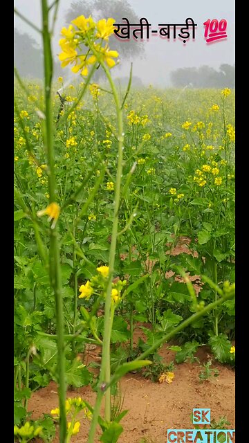 Farmer's life king status 2025|| #viralvideo || खेतीबाड़ी #kisankheti #trending #jamidar || 2025 ||