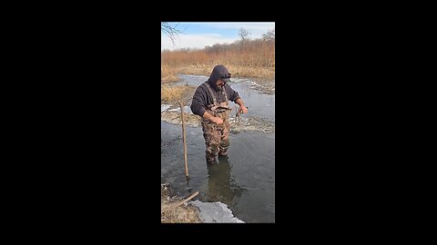 trapping beaver...and maybe an otter!!!