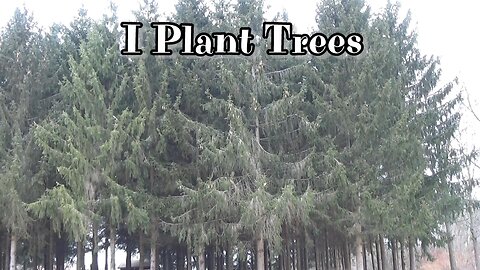 I Plant Trees, 1,500 Norway Spruce