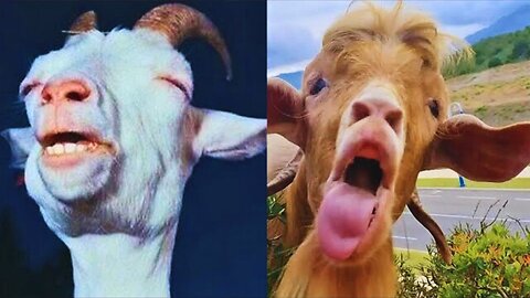 Goats Screaming Like Humans 😂🔥 Must-Watch Viral Compilation