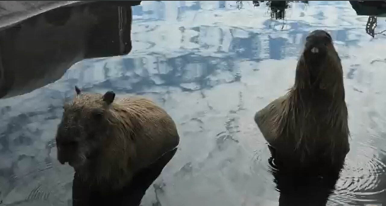 Vlog 14: Capybara Cruelty and Japanese Imperialism (October 2, 2025)