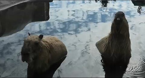 Vlog 14: Capybara Cruelty and Japanese Imperialism (October 2, 2025)