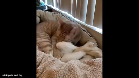 The Most DRAMATIC Cats Ever