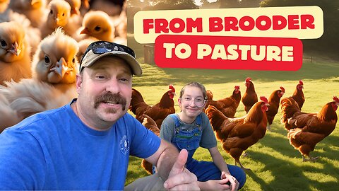 From Brooder to Pasture: Moving Meat Chickens + New Chick Brooder Setup Tips